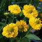 Yellow Helenium Sneezeweed Flower Seeds