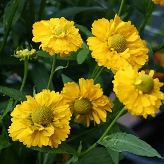 Yellow Helenium Sneezeweed Flower Seeds