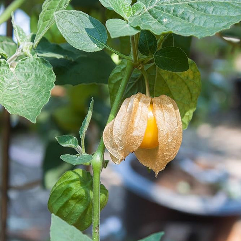 Perennial Cape Gooseberry Physalis Peruviana Goldenberry Fruit Plant Seeds