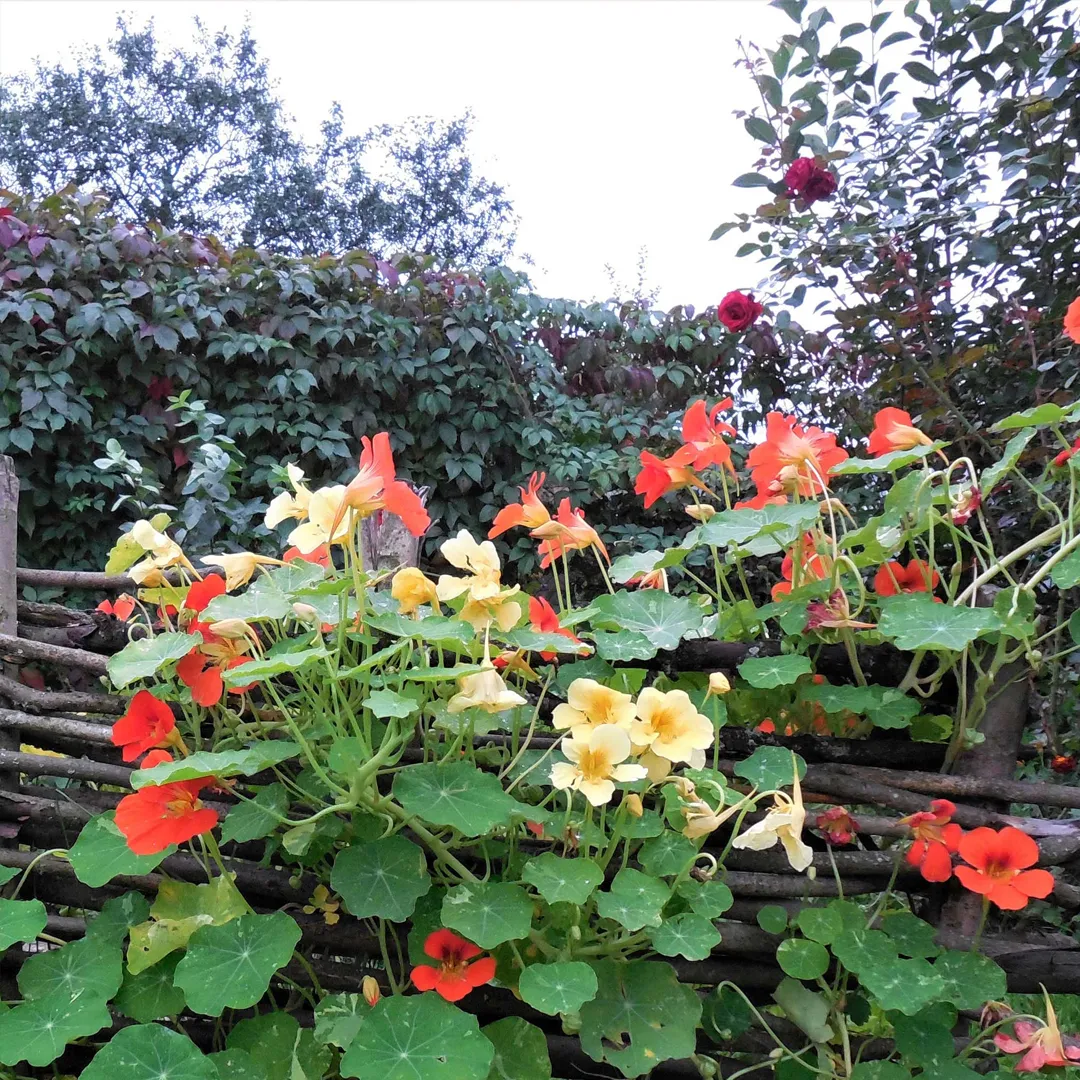 Mixed Colors Nasturtium Seeds - Annual
