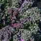 Scarlet Kale Seeds for Planting Garden Vegetable