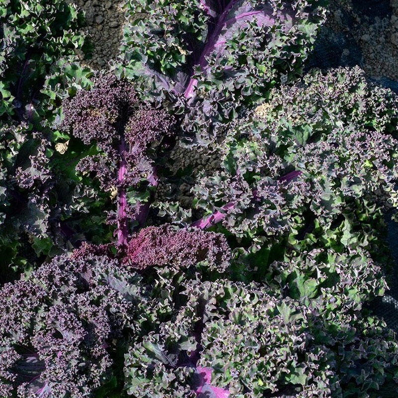 Scarlet Kale Seeds for Planting Garden Vegetable