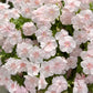 Pink Phlox paniculata Seeds