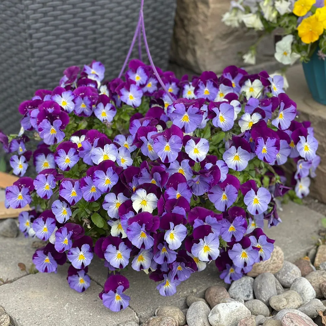 Mix Pansy Seeds