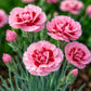 Pink & Red Center Dianthus Seeds