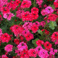 'Sweetheart Kisses' Moss Verbena Seeds