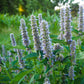 Korean Licorice Mint