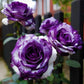 Rare Tricolor Rose 'Watercolor' Seeds