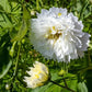 Snow Puff