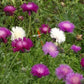 Cornflower Seeds - Imperialis Mix- Bachelor Buttons