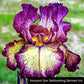 Tie-Dye Iris Collection Groovy Patterns  Reblooming Bearded Fragrant Flowers Bonsai Easy Grow Spring Blooming