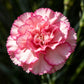 Pink Ombre Carnation Seeds
