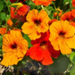 TROPAEOLUM MAJUS NANUM SINGLE MIX
