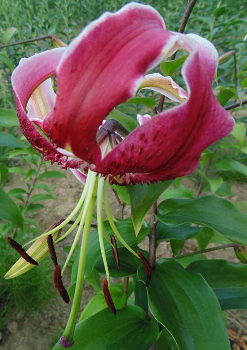 Black Beauty Orienpet Hybrid Lily Blooms Species Growing Bonsai Bulbs Roots Rhizomes Corms Tubers Potted Planting Reblooming Fragrant Garden Flower Seeds Plant