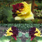 Rare Twin Red Yellow Rose Seeds
