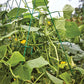 Cucumber, Bragger Hybrid
