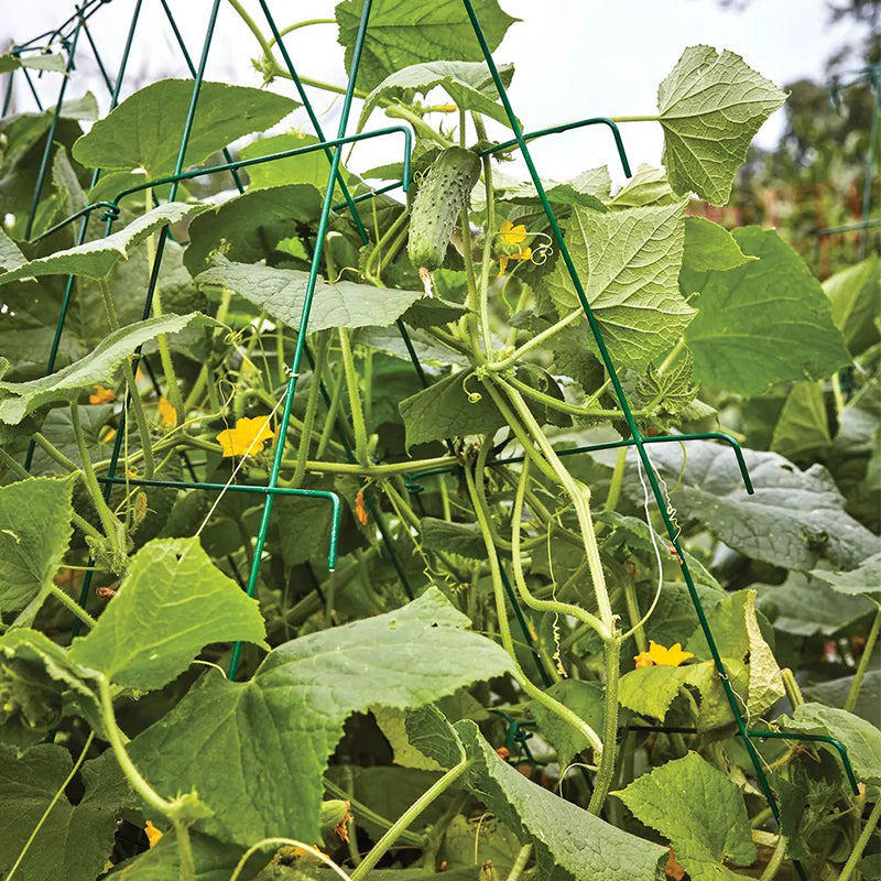 Cucumber, Bragger Hybrid