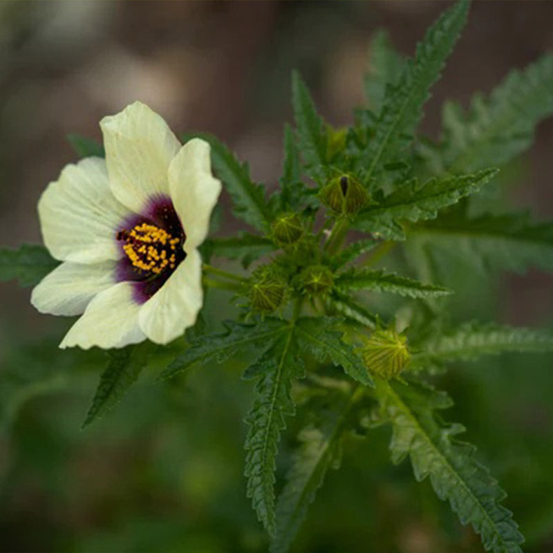 Flower of an Hour (Hibiscus trionum)
