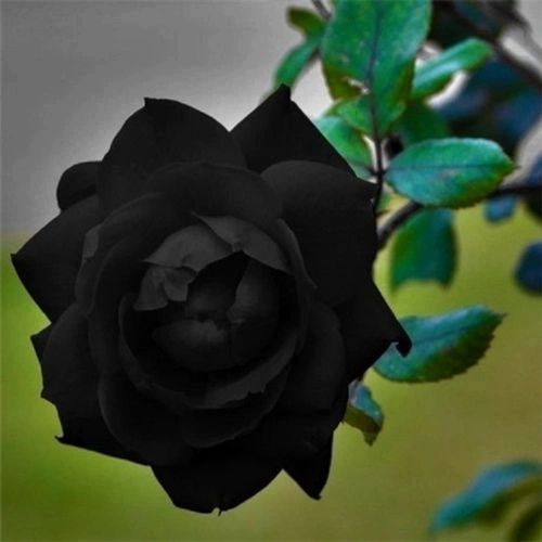 Black Rose Seedlings Flower Seeds Perennial Growing Bonsai Corms Tubers Potted Planting Reblooming Fragrant Garden Roots Rhizomes Species Blooms Plant Bulbs Gardening Tree