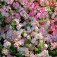 Phlox drummondii -Dwarf Mix
