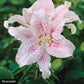 Stargazer Lily Bulbs  Lily Species Growing Bonsai Bulbs Roots Rhizomes Corms Tubers Potted Planting Reblooming Fragrant Garden Flower Seeds Plant