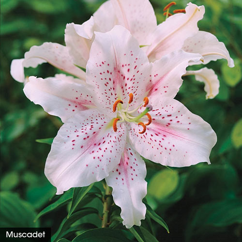 white starburst lily Stargazer Lily Bulbs Lily Species Growing Bonsai Bulbs Roots Rhizome – Easytogrowbulb