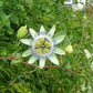 Passion Fruit Flower Seeds for Planting