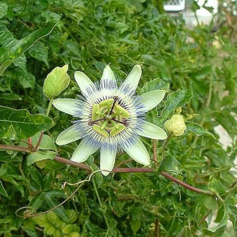 Passion Fruit Flower Seeds for Planting