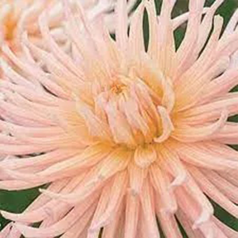 APRICOT STAR