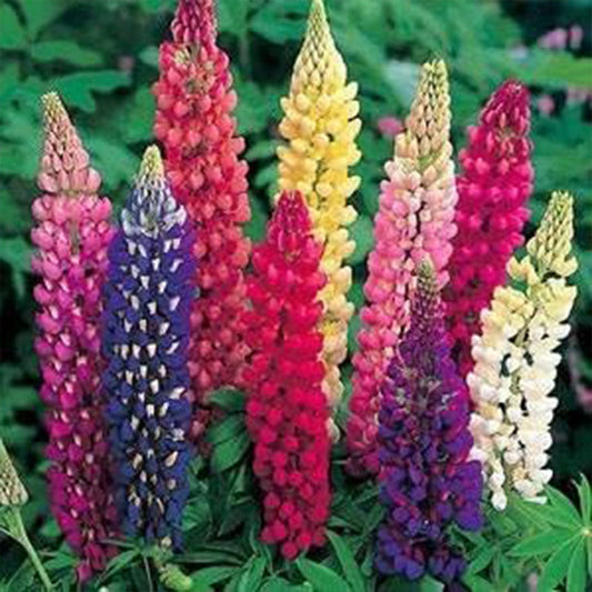 Perennial Russells Lupine Flower Seed Mix for Planting
