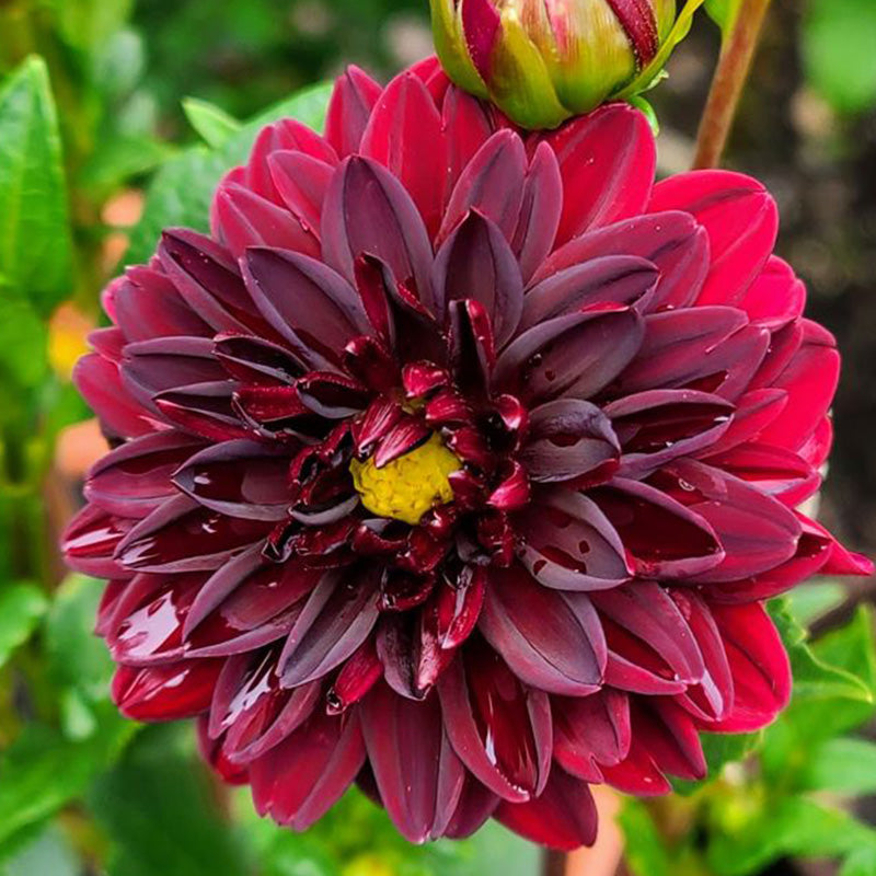 Burgundy Red Dahlia Seeds
