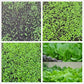 Brassica Rapa Chinensis Seeds, Pakchoi Seeds, Chinese White Cabbage, Vegetable Seeds for Planting