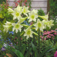 Sonatini Marrakech Amaryllis Hippeastrum Blooms Species Growing Bonsai Bulbs Roots Rhizomes Corms Tubers Potted Planting Reblooming Fragrant Garden Flower Seeds Plant  Size 12-16cm
