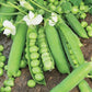 Pea Karina Organic