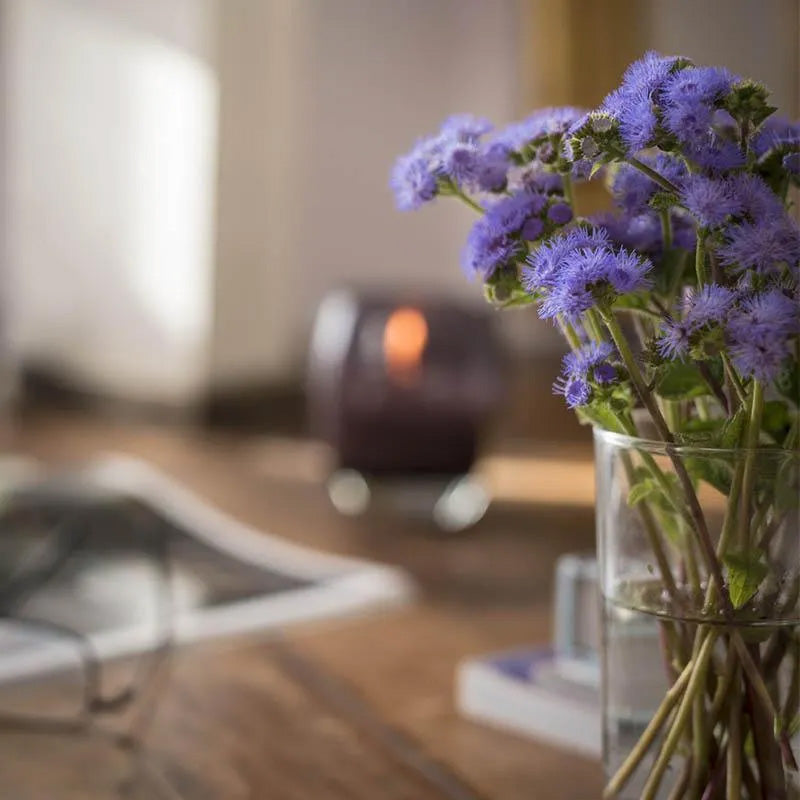 Ageratum Aloha Blue F1