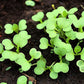 Baby Bok Choy Seeds Shanghai Green Stem AKA Pak Choi Pok Choi Chinese Cabbage
