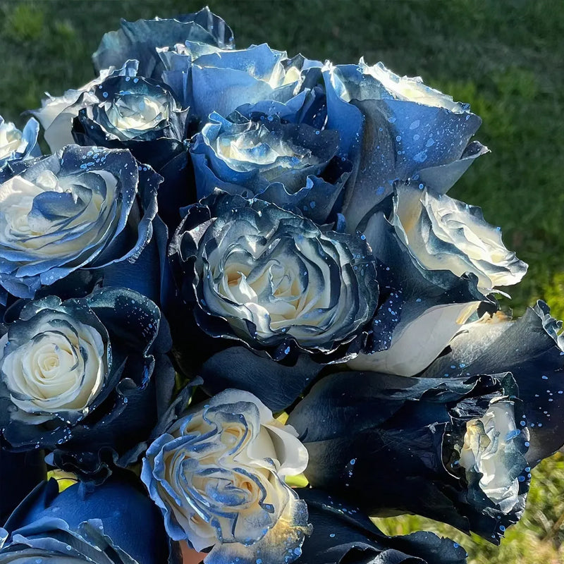 Starry Galaxy Rose - Rare Rose
