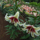 Zeba Species Oriental Hybrid Lily Blooms Species Growing Bonsai Bulbs Roots Rhizomes Corms Tubers Potted Planting Reblooming Fragrant Garden Flower Seeds Plant