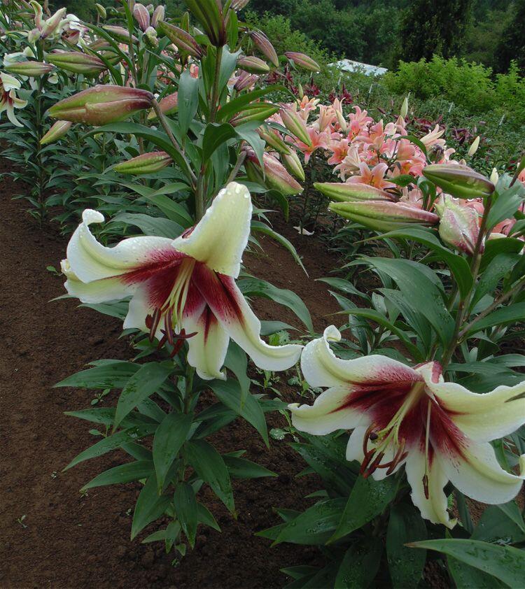 Zeba Species Oriental Hybrid Lily Blooms Species Growing Bonsai Bulbs Roots Rhizomes Corms Tubers Potted Planting Reblooming Fragrant Garden Flower Seeds Plant