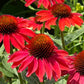 Red Coneflower Seeds - Vibrant Hardy Perennial Pollinator Flower