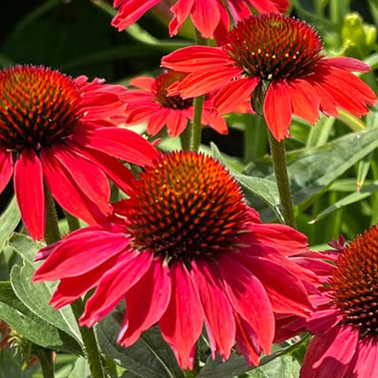 Red Coneflower Seeds - Vibrant Hardy Perennial Pollinator Flower