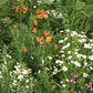 Southwest Wildflower Seed Mix