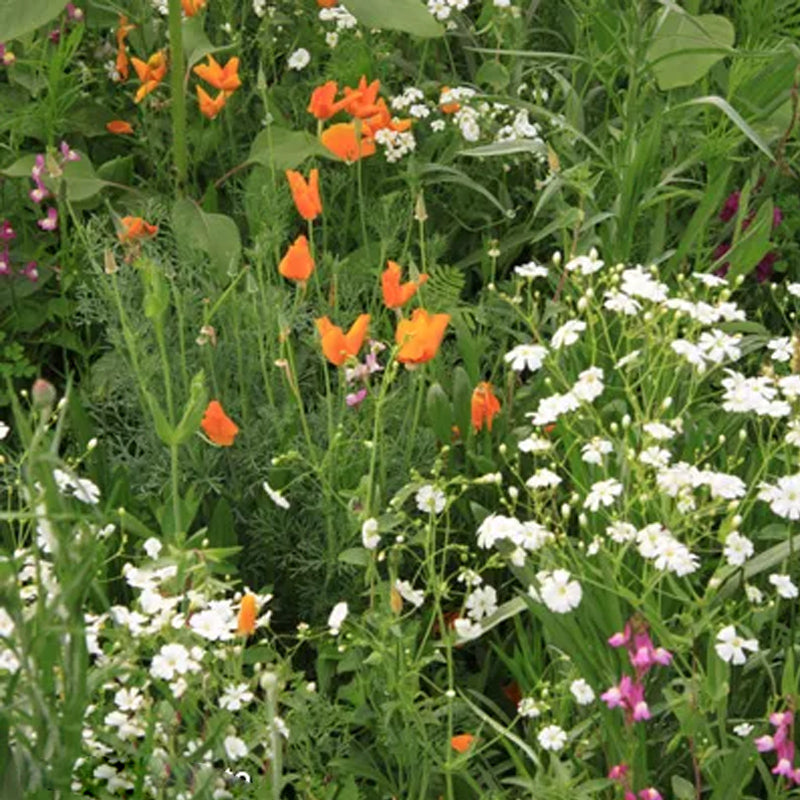 Southwest Wildflower Seed Mix