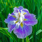 Breck's Dinner Plate Japanese Iris Collection Iris Species Growing Bonsai Bulbs Roots Rhizomes Corms Tubers Potted Planting Reblooming Fragrant Garden Flower Seeds Plant