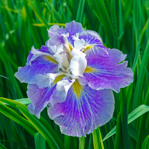 Breck's Dinner Plate Japanese Iris Collection Iris Species Growing Bonsai Bulbs Roots Rhizomes Corms Tubers Potted Planting Reblooming Fragrant Garden Flower Seeds Plant
