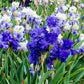 The Works Bearded Iris Butter Sugar Siberian Iris Large And Beautiful Iris species Growing Bonsai Seeds Flower Plant Bulbs Roots Rhizomes Corms Tubers Potted Planting Reblooming Fragrant Garden