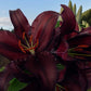 Firebolt Oriental Hybrid Lily Blooms Species Growing Bonsai Bulbs Roots Rhizomes Corms Tubers Potted Planting Reblooming Fragrant Garden Flower Seeds Plant