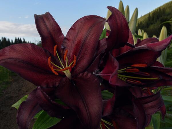 Firebolt Oriental Hybrid Lily Blooms Species Growing Bonsai Bulbs Roots Rhizomes Corms Tubers Potted Planting Reblooming Fragrant Garden Flower Seeds Plant