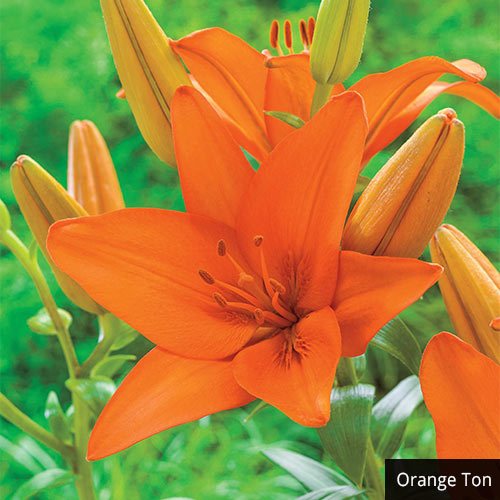 Asiatic Lily Collection Multiplies Lily Blooms Species Growing Bonsai Bulbs Roots Rhizomes Corms Tubers Potted Planting Reblooming Fragrant Garden Flower Seeds Plant