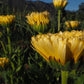 Lemon Sorbet Calendula